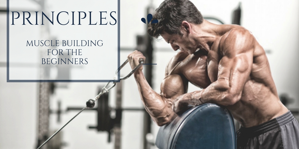 Basic Principles of Muscle Building for the Beginners