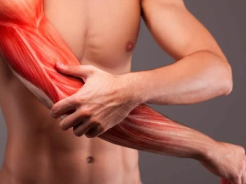 Regrowth of Torn Muscles